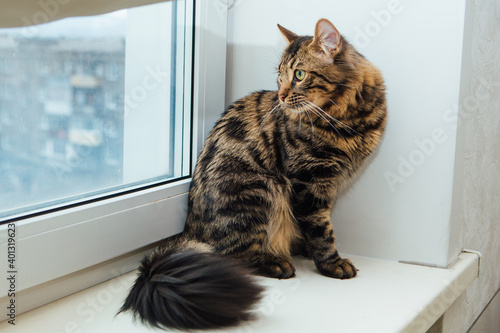 Cute charcoal bengal kitty cat sitting on the windowsill and relaxing.