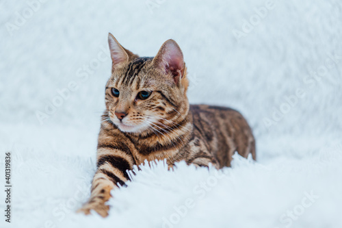 Bengal cat laying on the white background.