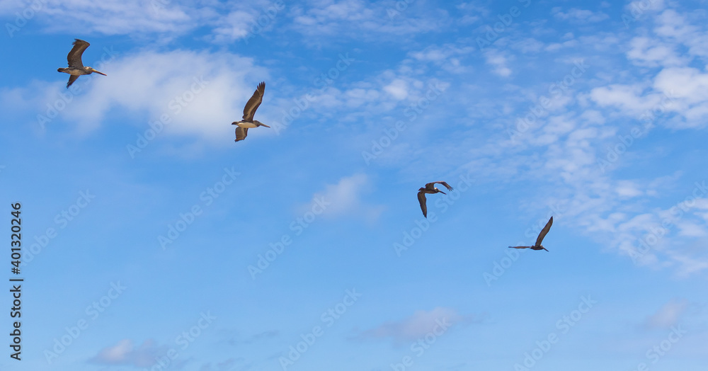 Aves Costeras Volando