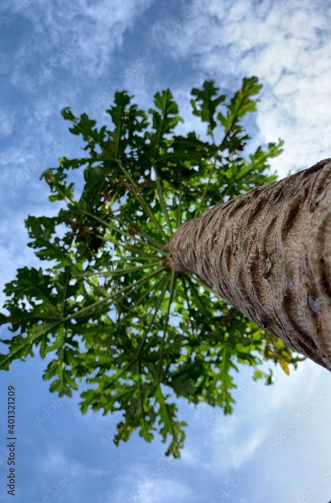 Fototapeta premium tree and sky