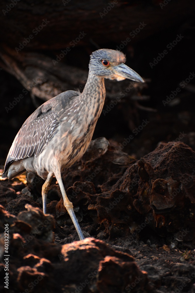 Obraz premium another world