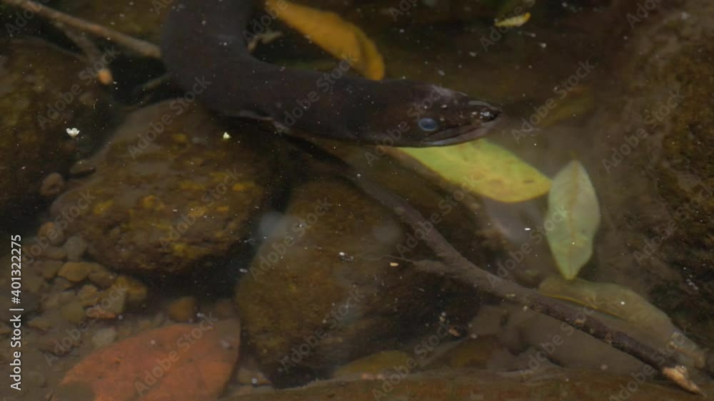 Black Longfin Eel Under Clear Water In O'Reilly's Rainforest Retreat - Gold Coast, Queensland - close up, high angle Black Longfin Eel Under Clear Water In O'Reilly's Rainforest Retreat - Gold Coast, Queensland - close up, high angle