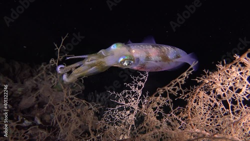 Big fin reef squid swimming over corals at night. photo