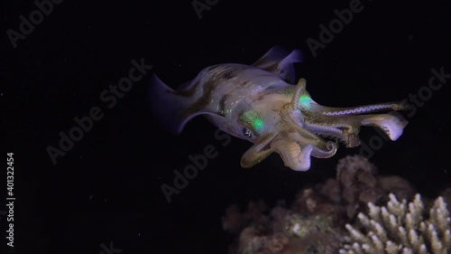 Close up of a big fin reef squid hovering in front of the camera at night on a tropical coral reef. photo