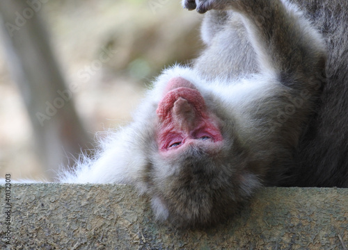 Japanese macaque is lying face up on the fence happy and sleepy.