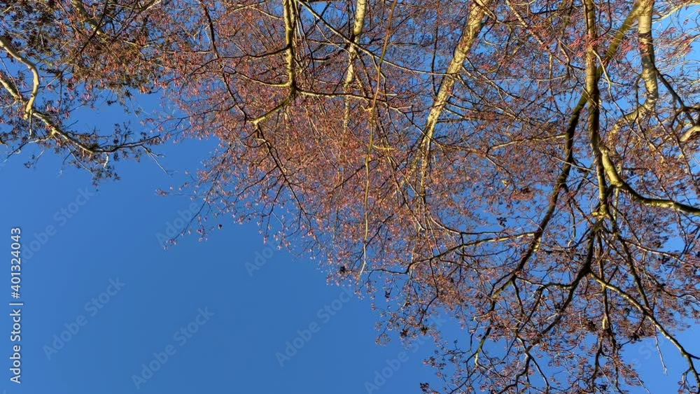 Bottum up shot of beautiful lighting trees with colorful leaves against bright blue shining sky in nature. Autumnal sunny day in october. Bottum up shot of beautiful lighting trees with colorful leaves against bright blue shining sky in nature. Autumnal sunny day in october.