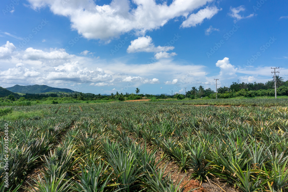 The walkway into the pineapple orchard to trim the leaves. The walkway into the pineapple orchard to trim the leaves.