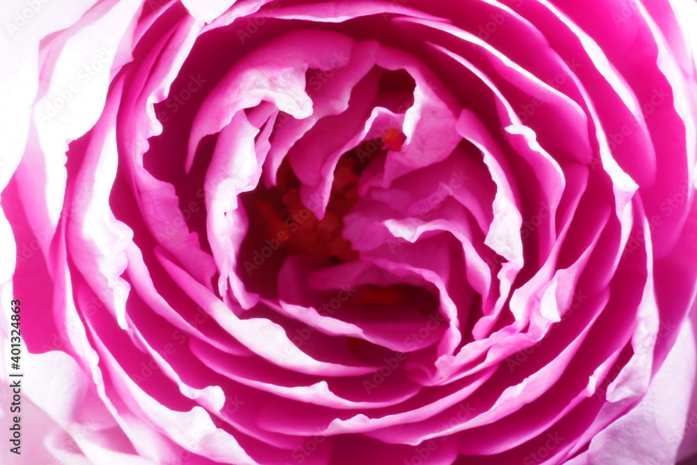 紫色の薔薇の花のクローズアップ 紫色の薔薇の花のクローズアップ
