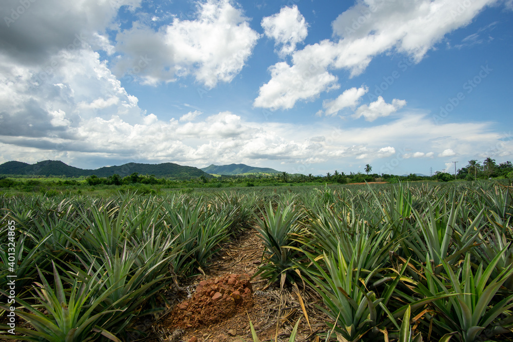 The walkway into the pineapple orchard to trim the leaves. The walkway into the pineapple orchard to trim the leaves.