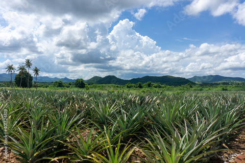 Large pineapple fields on a clear summer day.