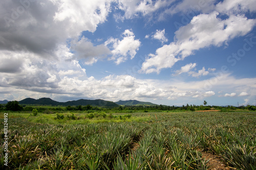 Large pineapple fields on a clear summer day.