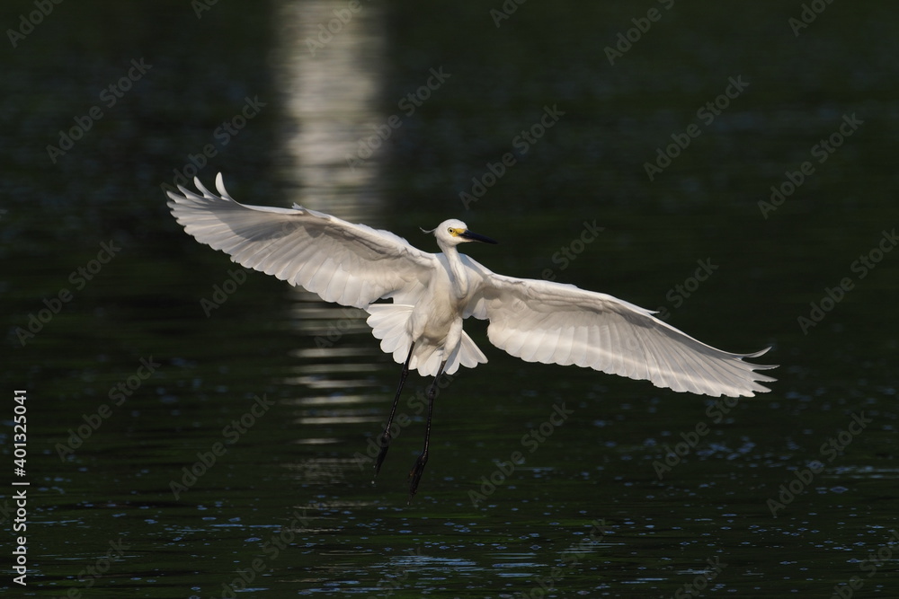 little egret little egret