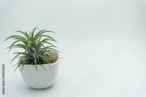 Tillandsia in white ceramic pots