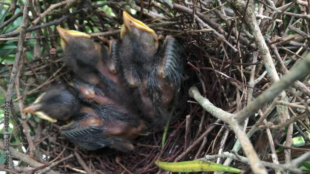 Young chicks resting inside nest Young chicks resting inside nest