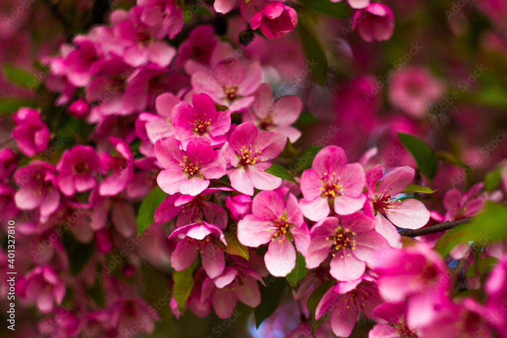 branch with a lot of white and pink blurred flowers. Springtime nature blurred background. The flowers are blurred. Great background for the project. blur home room Premium Photo branch with a lot of white and pink blurred flowers. Springtime nature blurred background. The flowers are blurred. Great background for the project. blur home room Premium Photo