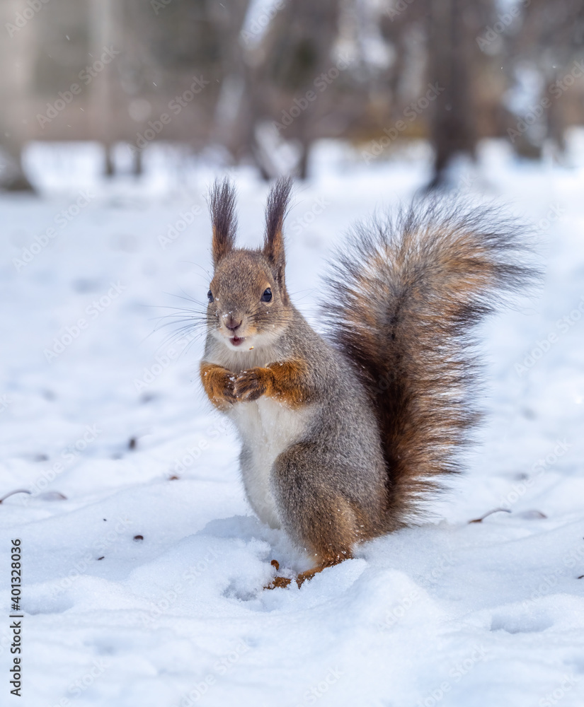 The squirrel funny standing on its hind legs on the white snow The squirrel funny standing on its hind legs on the white snow