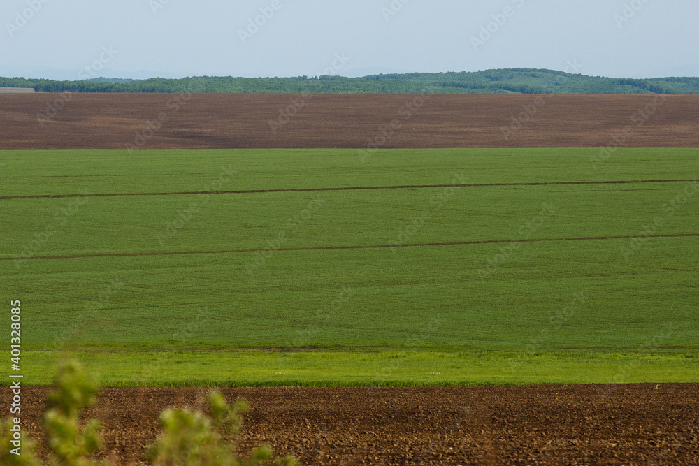 Russian agricultural field. Beautiful green fields on a hill sown with Russian cultures.