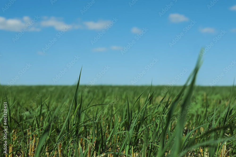 Obraz premium Picturesque view of green grass growing in field and blue sky