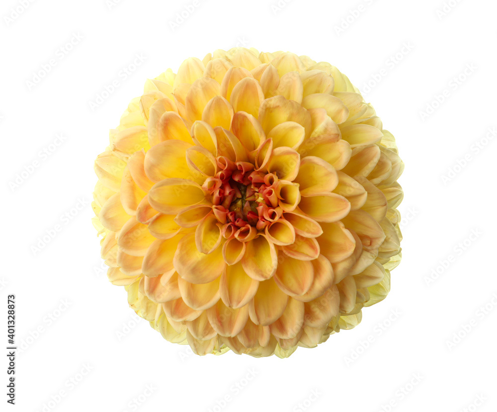 Beautiful yellow dahlia flower isolated on white Beautiful yellow dahlia flower isolated on white