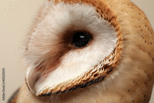 Beautiful common barn owl on beige background, closeup