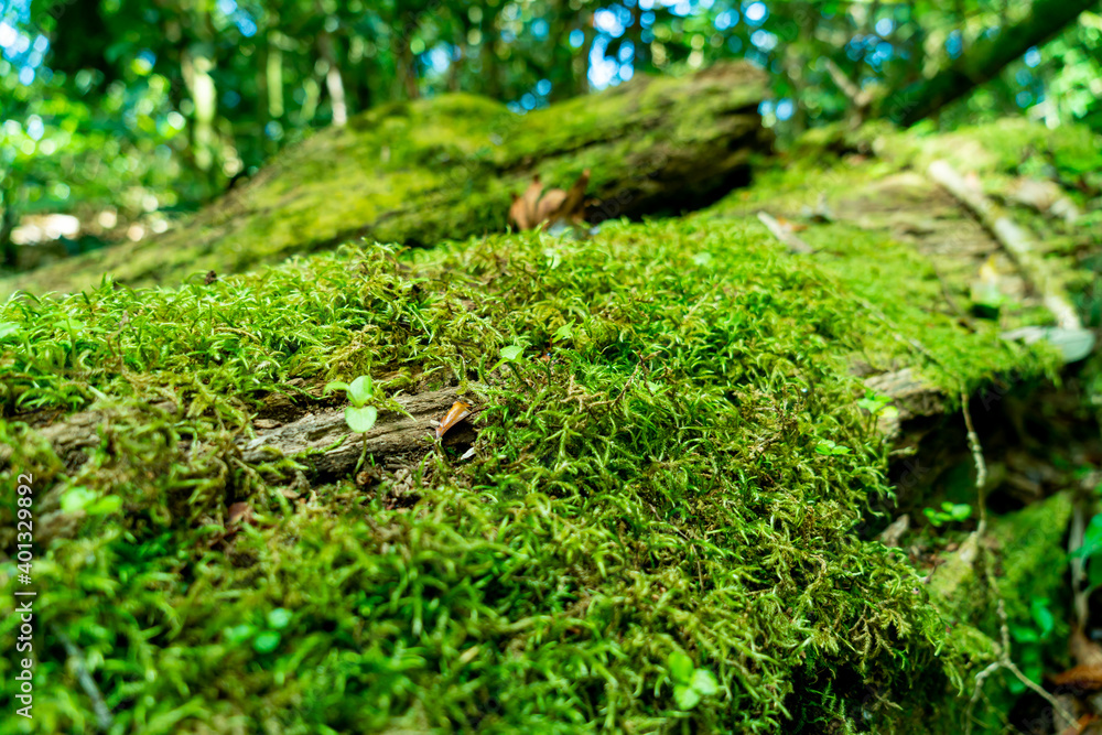 green moss on tree in the forest green moss on tree in the forest