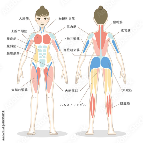 若い女性の全身の筋肉イラスト 筋肉の名称つき
