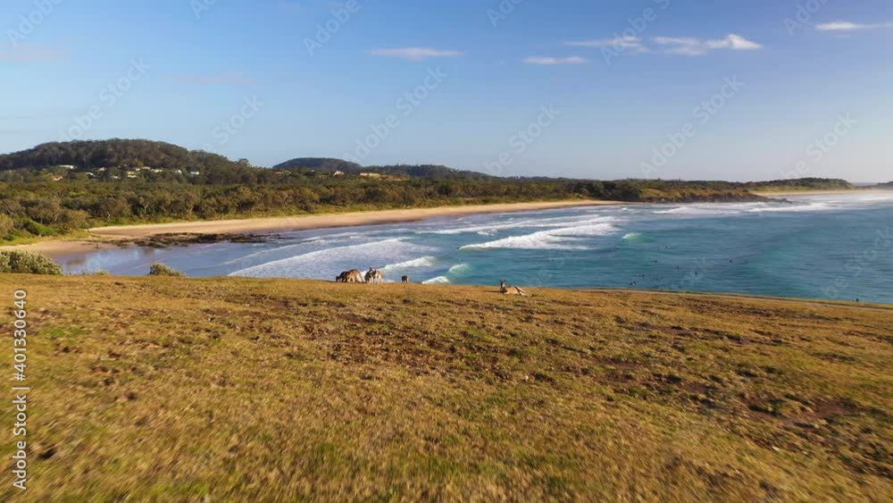 Cinematic drone shot of Kangaroos on cliff overlooking the ocean at Coffs Harbour Australia Cinematic drone shot of Kangaroos on cliff overlooking the ocean at Coffs Harbour Australia