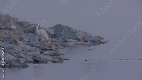 Great Egret (Casmerodious albus) and a Grey heron (Ardea cinerea), on the shoreline of Lake Kerkini in Greece in the pre-dawn light. photo