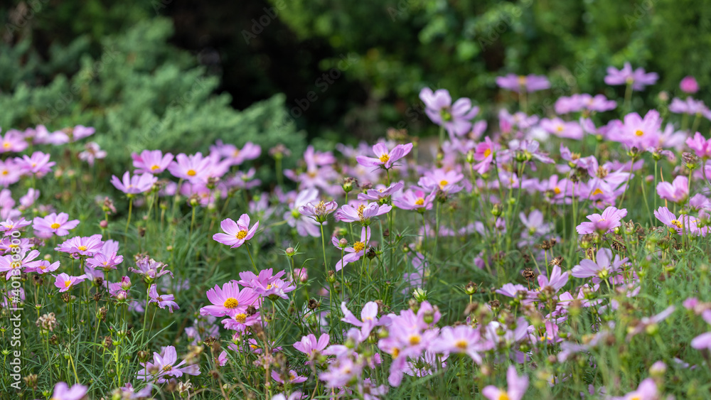 Closeup shot with selective focus of pink Cosmos flowers in a garden and bokeh background on a sunny day. Field of pink flowers with yellow stigma