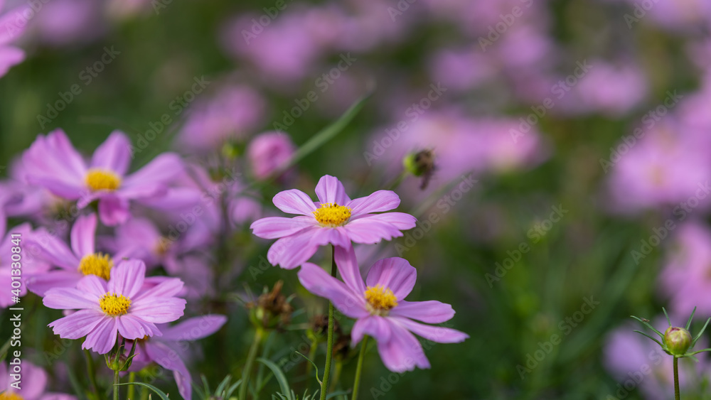Closeup shot with selective focus of pink Cosmos flowers in a garden and bokeh background on a sunny day. Field of pink flowers with yellow stigma Closeup shot with selective focus of pink Cosmos flowers in a garden and bokeh background on a sunny day. Field of pink flowers with yellow stigma