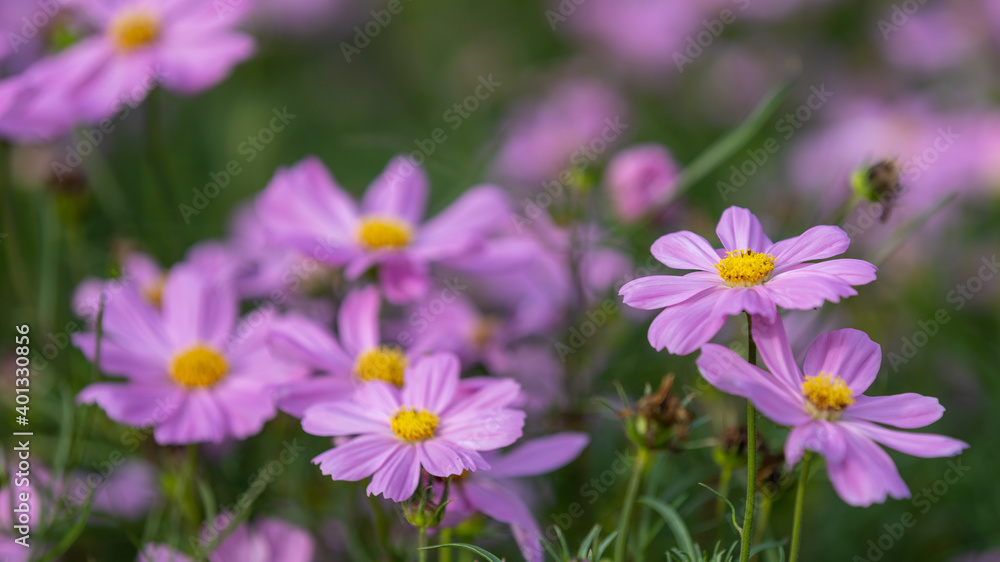 Closeup shot with selective focus of pink Cosmos flowers in a garden and bokeh background on a sunny day. Field of pink flowers with yellow stigma Closeup shot with selective focus of pink Cosmos flowers in a garden and bokeh background on a sunny day. Field of pink flowers with yellow stigma