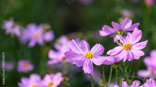 Closeup shot with selective focus of pink Cosmos flowers in a garden and bokeh background on a sunny day. Field of pink flowers with yellow stigma © Ron