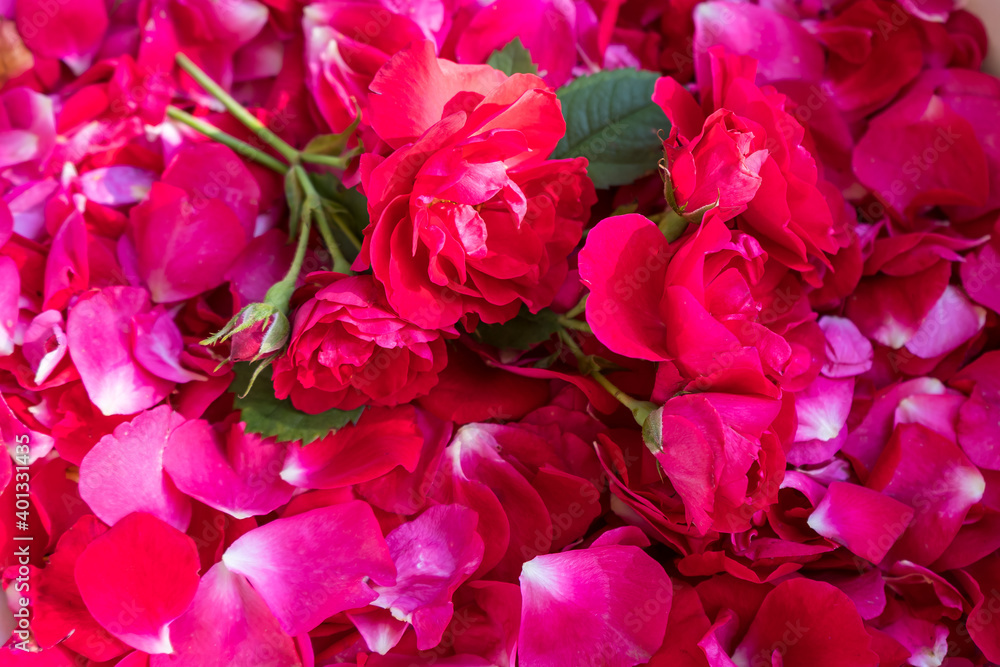 Fototapeta premium Red roses among rose petals as a natural beautiful bright background