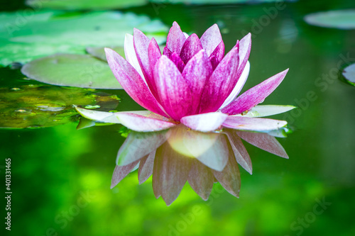Pink water lily  Nymphaea  among green leaves with reflection in pond water
