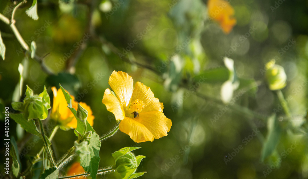 yellow flowers in the garden yellow flowers in the garden