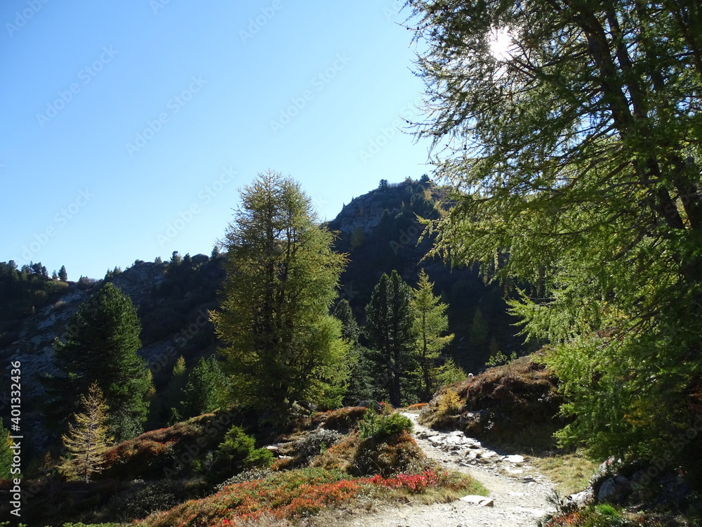 Obraz premium Zirbenweg am Patscherkofel oberhalb von Innsbruck Sistrans Lans Patsch gegenüber dem Karwendel Gebirge