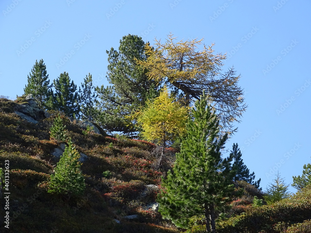 Zirbenweg am Patscherkofel oberhalb von Innsbruck Sistrans Lans Patsch gegenüber dem Karwendel Gebirge