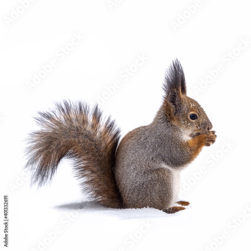 The squirrel with nut funny sits on its hind legs on the pure white snow in winter, isolated on white background