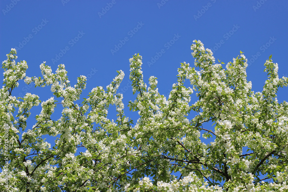 apple tree flowers in spring with blue sky apple tree flowers in spring with blue sky