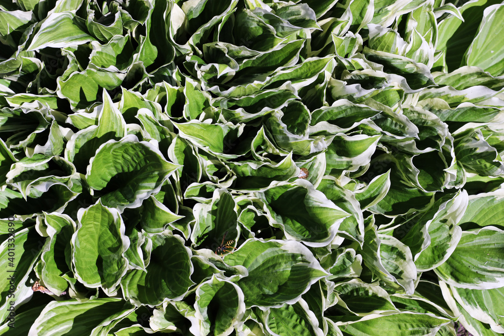 hosta plant background on a sunny day hosta plant background on a sunny day