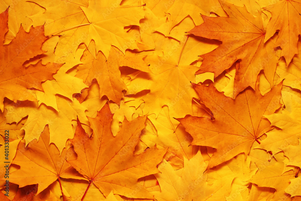 Autumn yellow leaves background Autumn yellow leaves background