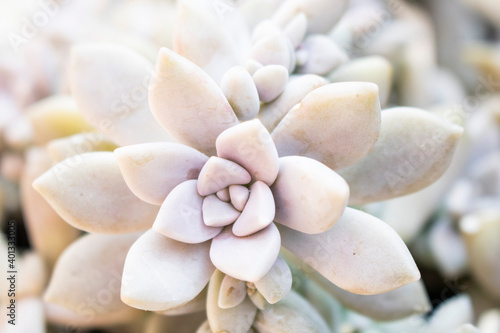 
Crassulaceae plant known as graptopetalum is a succulent with a beautiful pink color photo