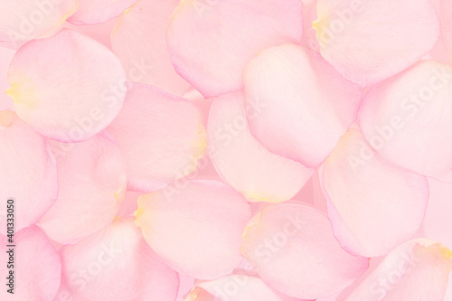 background of pink petals top view