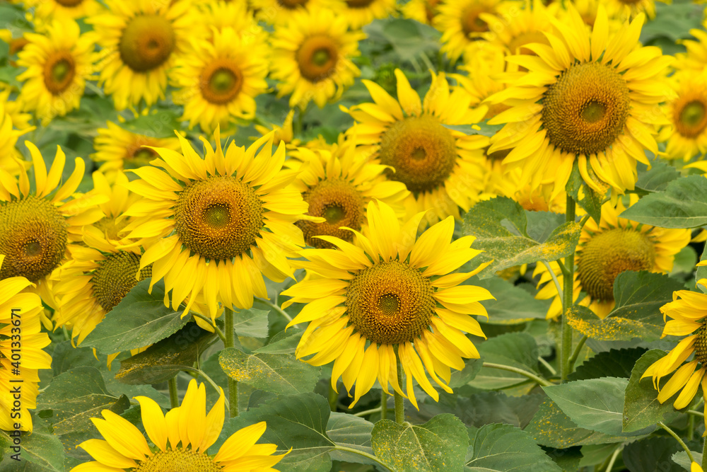 Sunflower field nature scene background