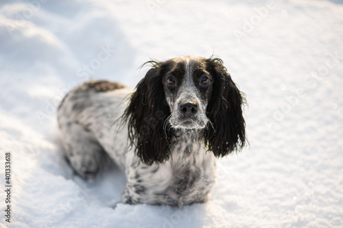 A cute dog spaniel sits in the snow. A look at the camera. Square photo.