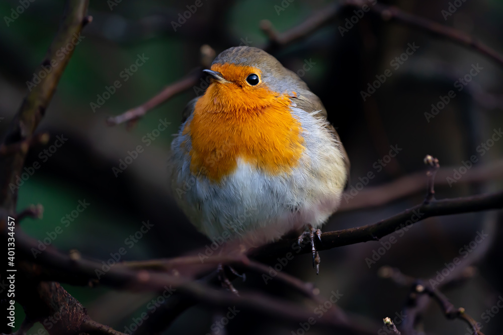 european robin sitting on a branch european robin sitting on a branch