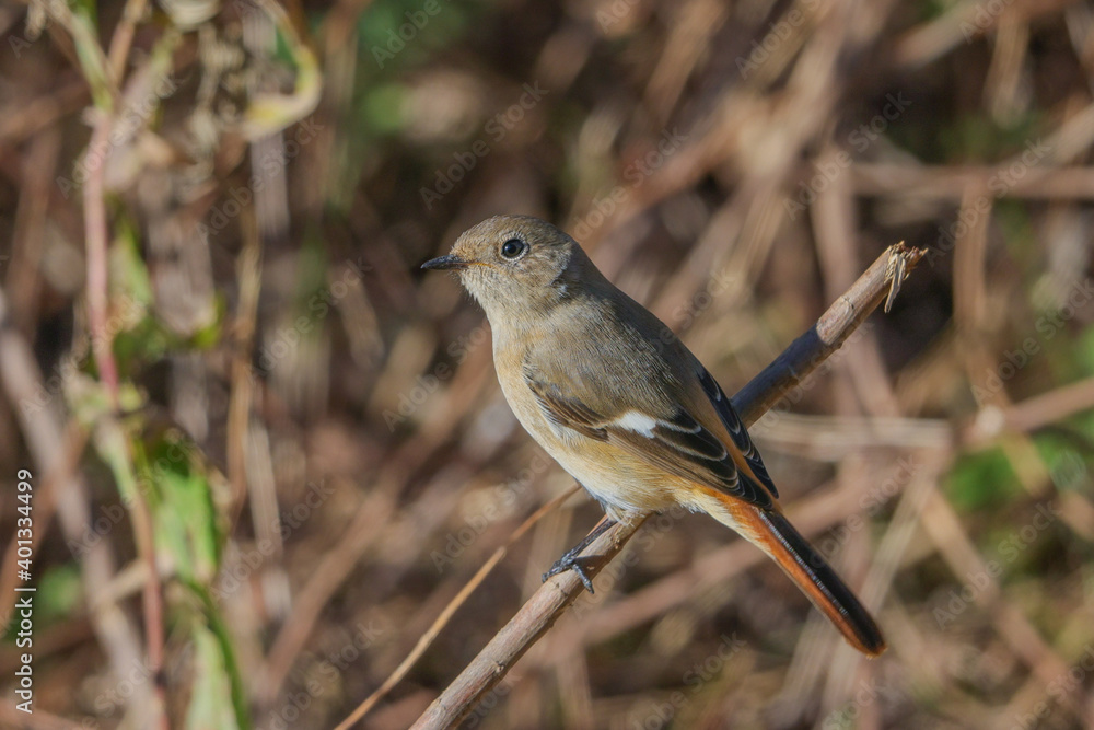 Fototapeta premium ジョウビタキ(メス)