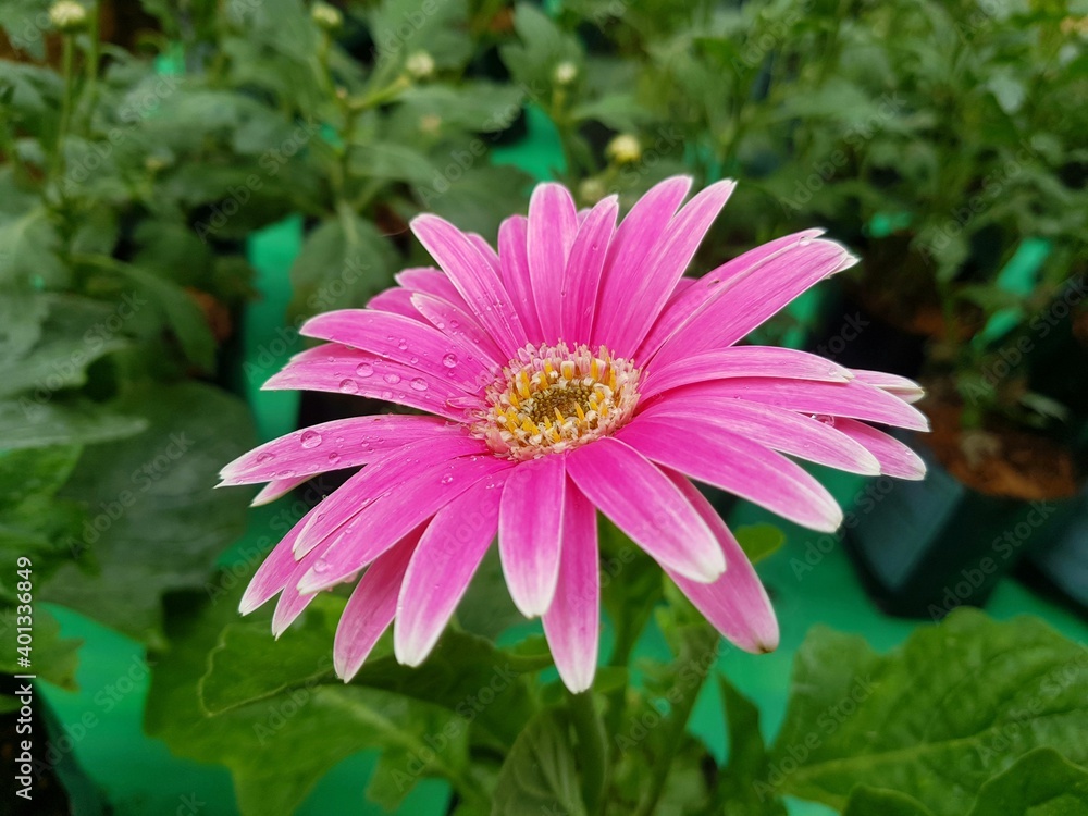 pink dahlia flower pink dahlia flower
