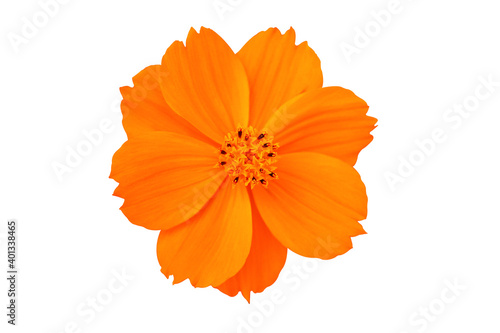 Cosmos flower blooming isolated on white.