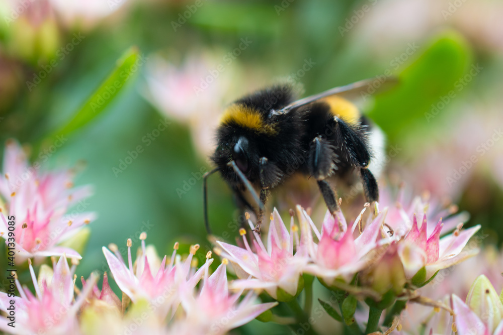 Close - up of soft focus bumblebee collecting nectar on pink small flowers, space for text Close - up of soft focus bumblebee collecting nectar on pink small flowers, space for text
